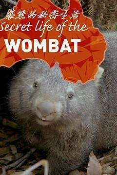 袋熊的秘密生活