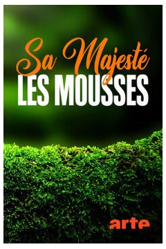 奇妙的苔藓世界