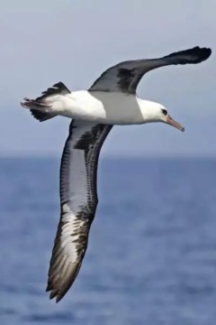 飞翔的信天翁！大迁移计划