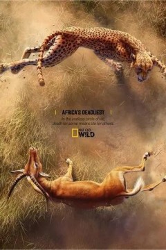 非洲致命动物第七季