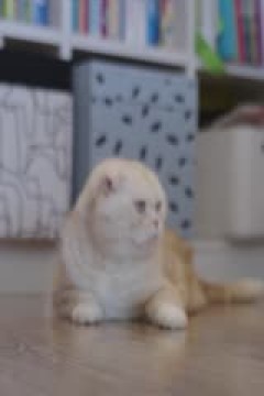 CBA常规赛第8轮 北京北汽VS深圳马可波罗 20231110(寇逸豪、周鹏)