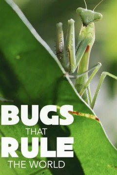 虫临天下第一季