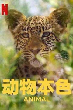 动物本色第二季