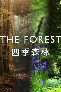 四季森林第一季